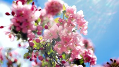 Photo of Интернет-магазин товаров для дома